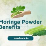Moringa Powder Benefits