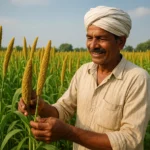 Foxtail Millet