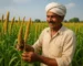 Foxtail Millet