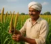 Foxtail Millet